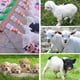 thumbnail image 5 of Paquete de 2 tetinas para cabras, botella de bebida de leche, tetina de goma suave para animales pequeños, corderos lactantes, cabras, niños, cachorros, perros, potros, ternero, lechones, 5 of 5