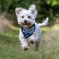 thumbnail image 6 of Big Brother Dog Bandana 2 Pack Plaid Dog Bandana Triangle Pet Dog Scarf Pregnancy Announcement Dog Bandana Gender Reveal Dog Outfit Gift for Dog Lover Owner (Blue,Red) Small, 6 of 6