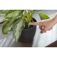 thumbnail image 2 of Miracle-Gro Indoor Plant Food Spikes, 2-Pack, 2 of 5
