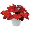 thumbnail image 2 of Autumn Leaves Coral Bells - Heuchera - Shade Perennial - Gallon Pot, 2 of 3
