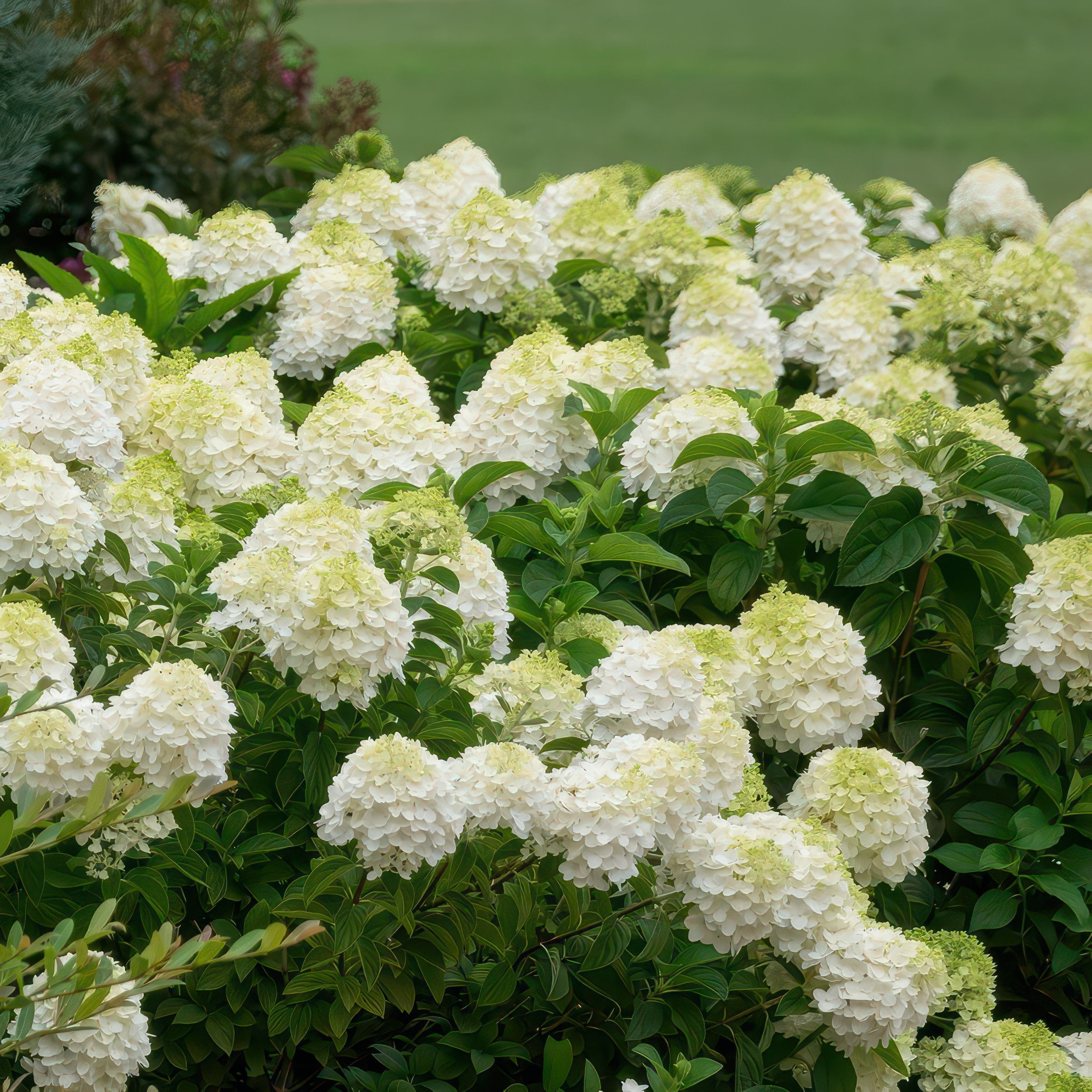National Plant Network 2 gal. Hydrangea Little Hottie Tree