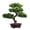 pine green, variant on Artificial Bonsai Tree Decor, Corner Accent for Home Desk & Shelf Display