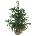 thumbnail image 1 of Mesa De PET Artificial De Mini árbol De Pino De Navidad Verde, 1 of 7