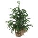 thumbnail image 1 of Mesa De PET Artificial De Mini árbol De Pino De Navidad Verde, 1 of 7