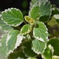 thumbnail image 4 of 1 Variegated Swedish Ivy Plant Live For Planting - Swedish Ivy Mint Seedlings 4-9 Inch Height, In 3" Pot, 4 of 5