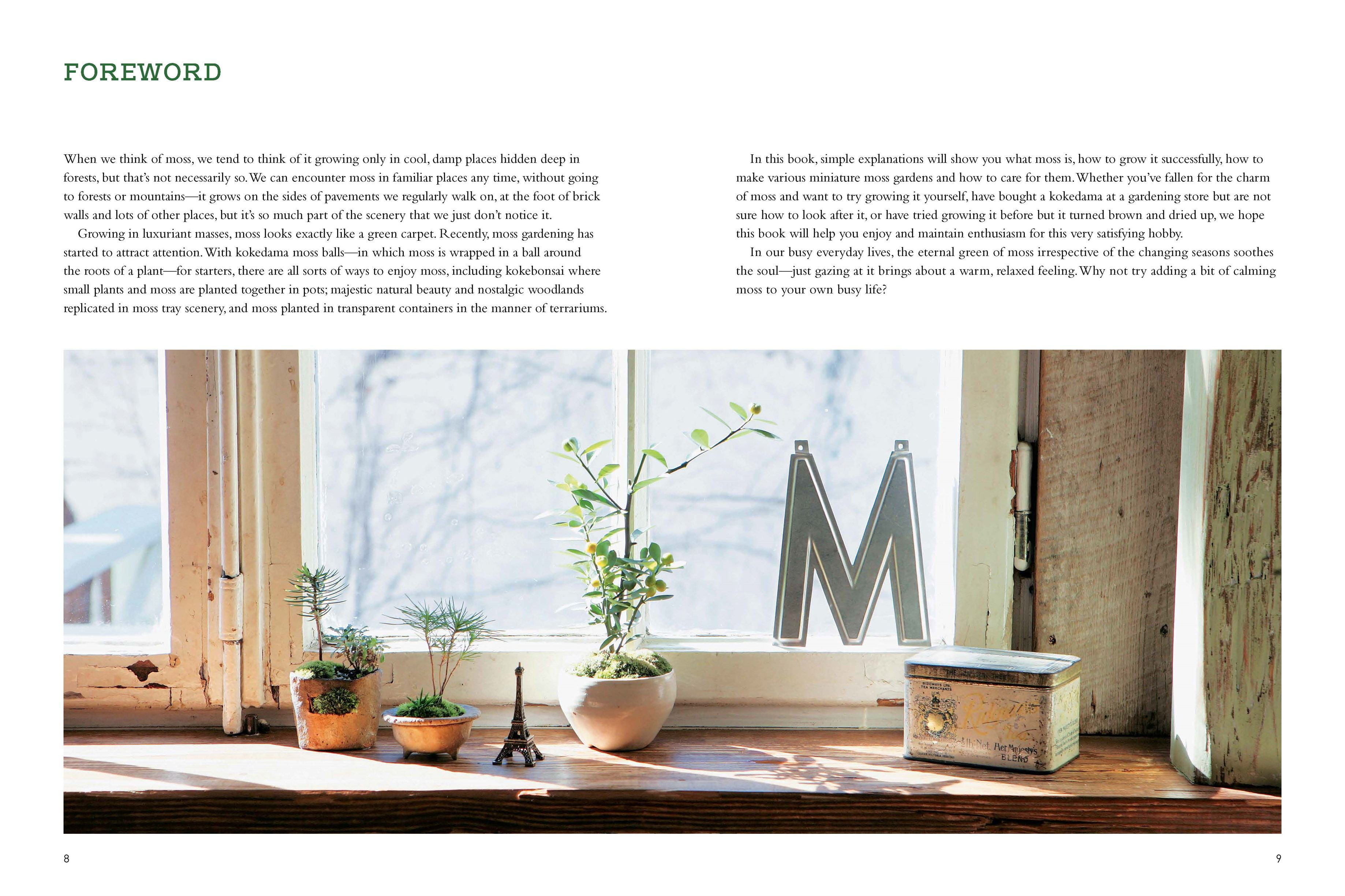 Living Mixed Moss Perfect for terrariums, Bonsai and kokedamas 9x12 Sheet