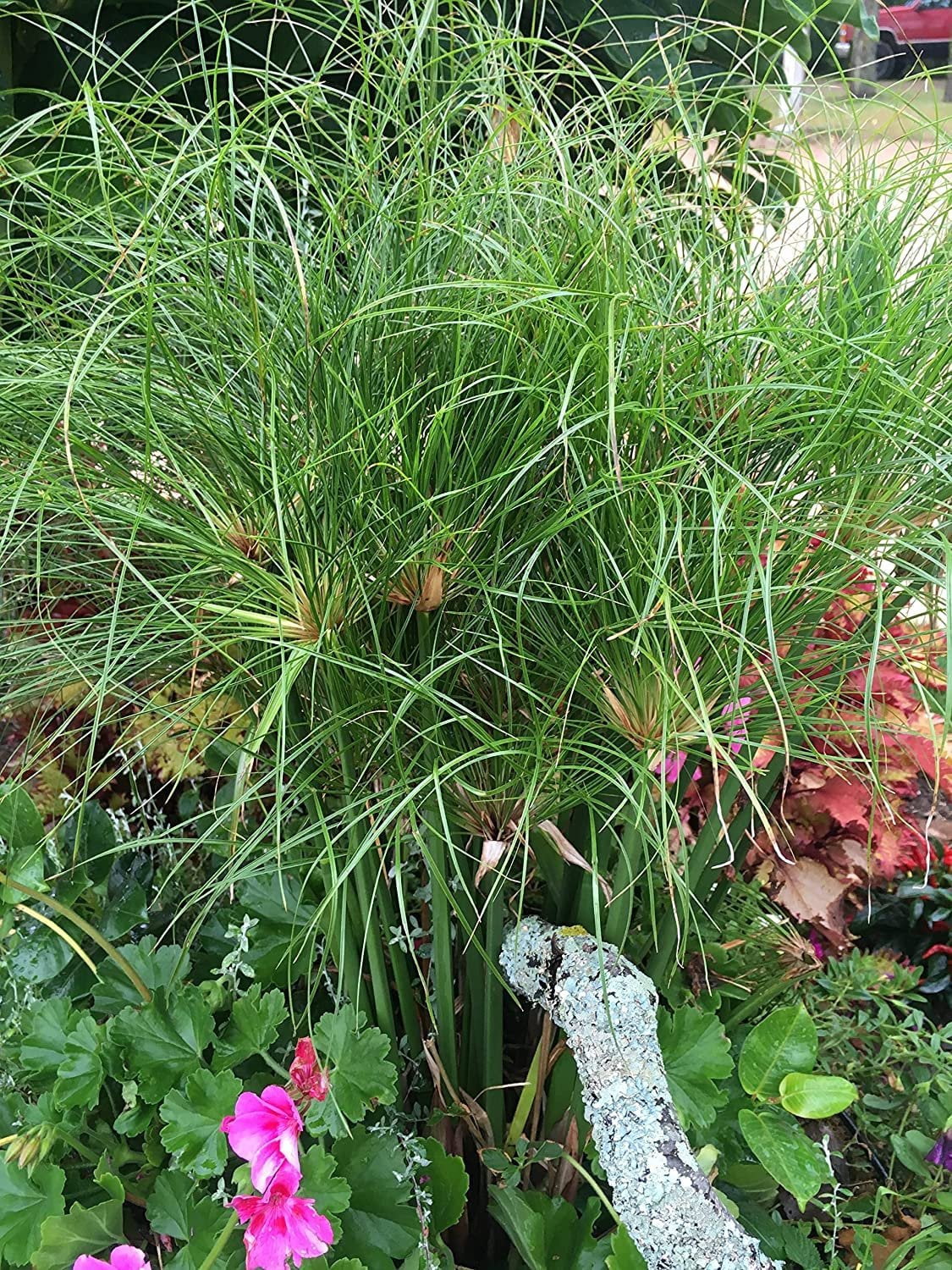 Nile Queen Papyrus  3 Live Plants  Cyperus Shade & Wet Tolerant Aquatic Foliage