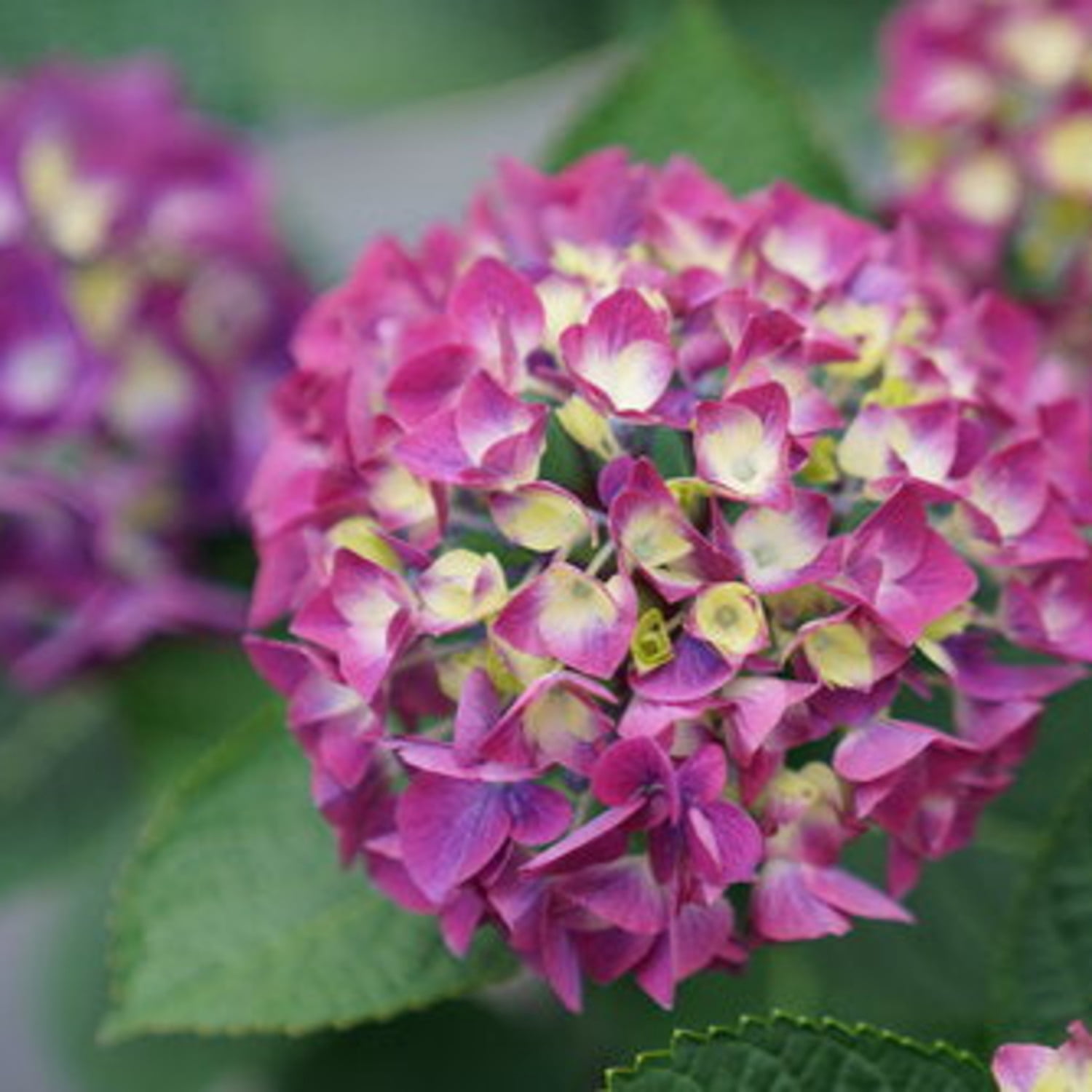 Proven Winners ColorChoice 5" Multicolor Wee Bit Giddy Bigleaf Hydrangea Live Plant in 4.5" Pot (4 Count)