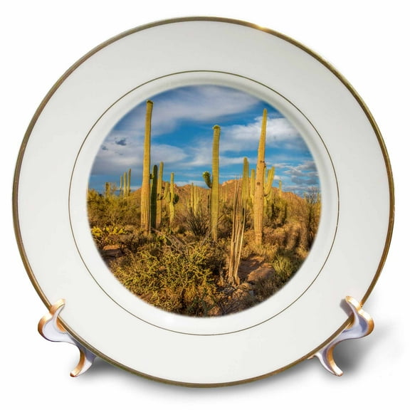 3dRose, USA, Arizona, Tucson, Saguaro National Park, Landscape of cacti., 8 inch Porcelain Plate