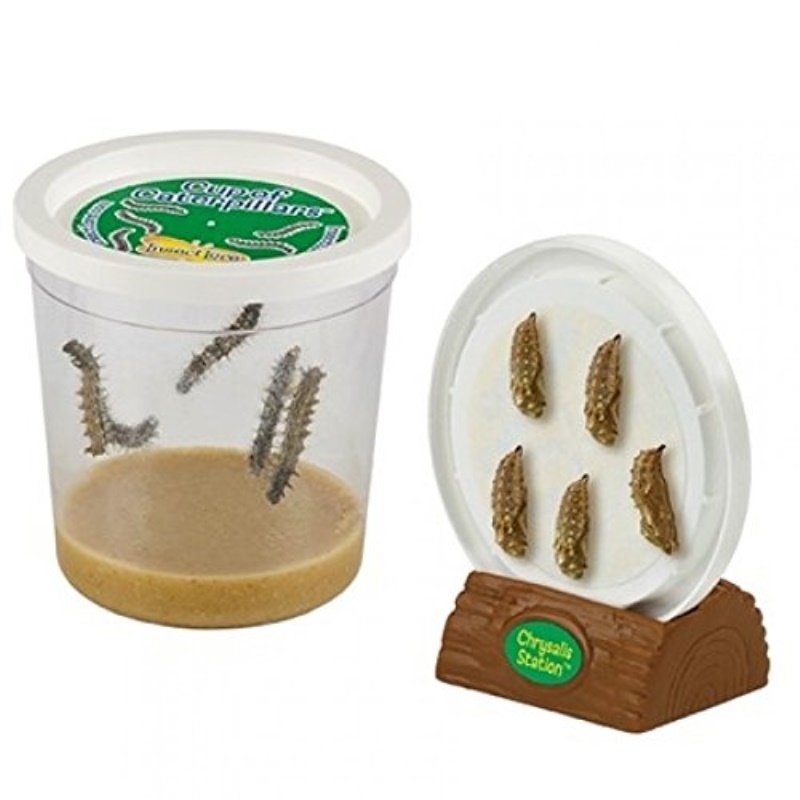 insect lore cup of caterpillars with deluxe chrysalis station live