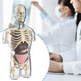 thumbnail image 4 of TIELUTT Anatomical Science Style Toy Detachable Anatomy Set | Realistic Body Parts Games Months Games for Children 4 Years Games 3 Months Months Musical Piano Carpet, 4 of 8