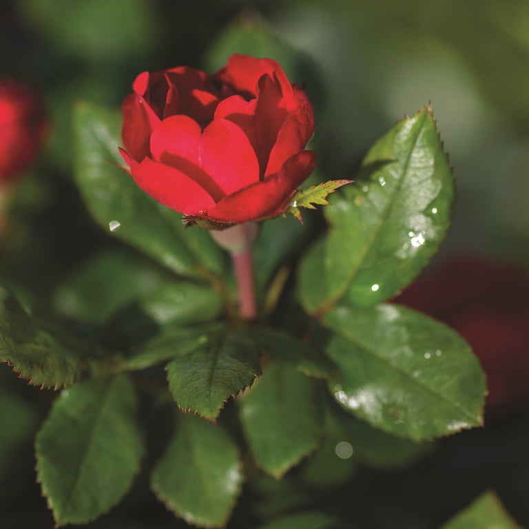 The Knock Out® Family of Roses 'The Petite Knock Out® Rose' Live