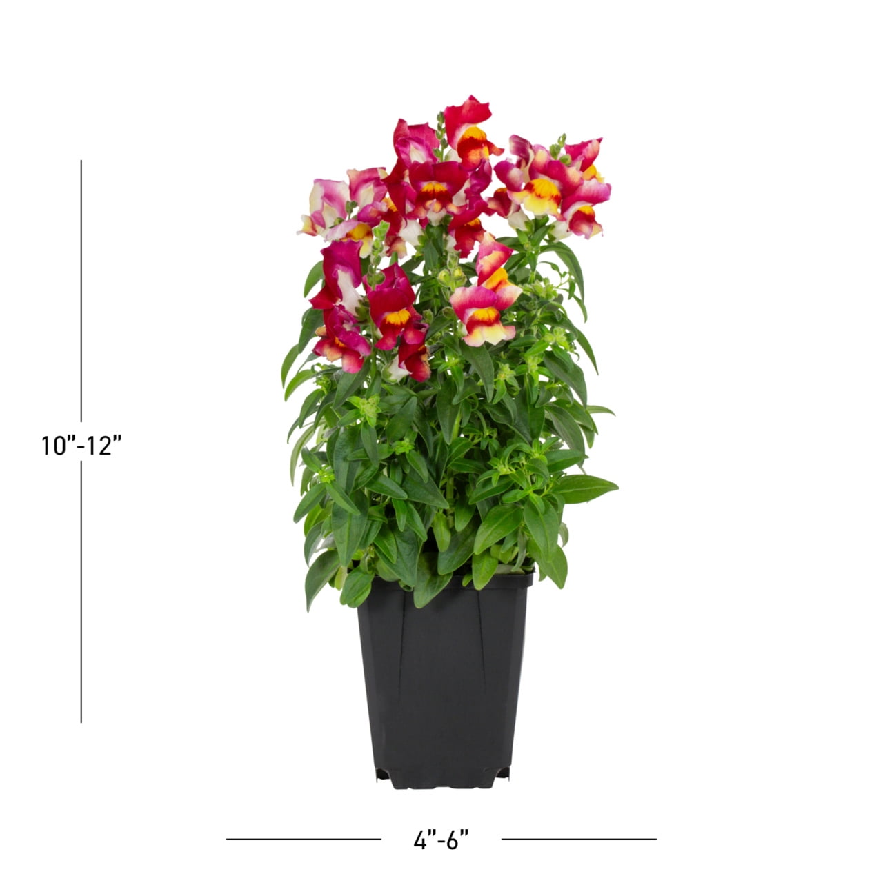 Expert Gardener 1PT Red Yellow Snapdragon Live Annual Plant Sun 6-Pack