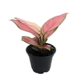 thumbnail image 2 of Cherry Chinese Evergreen Plant - Aglaonema-Grows in Dim Light-4" Pot-Collector's, 2 of 2