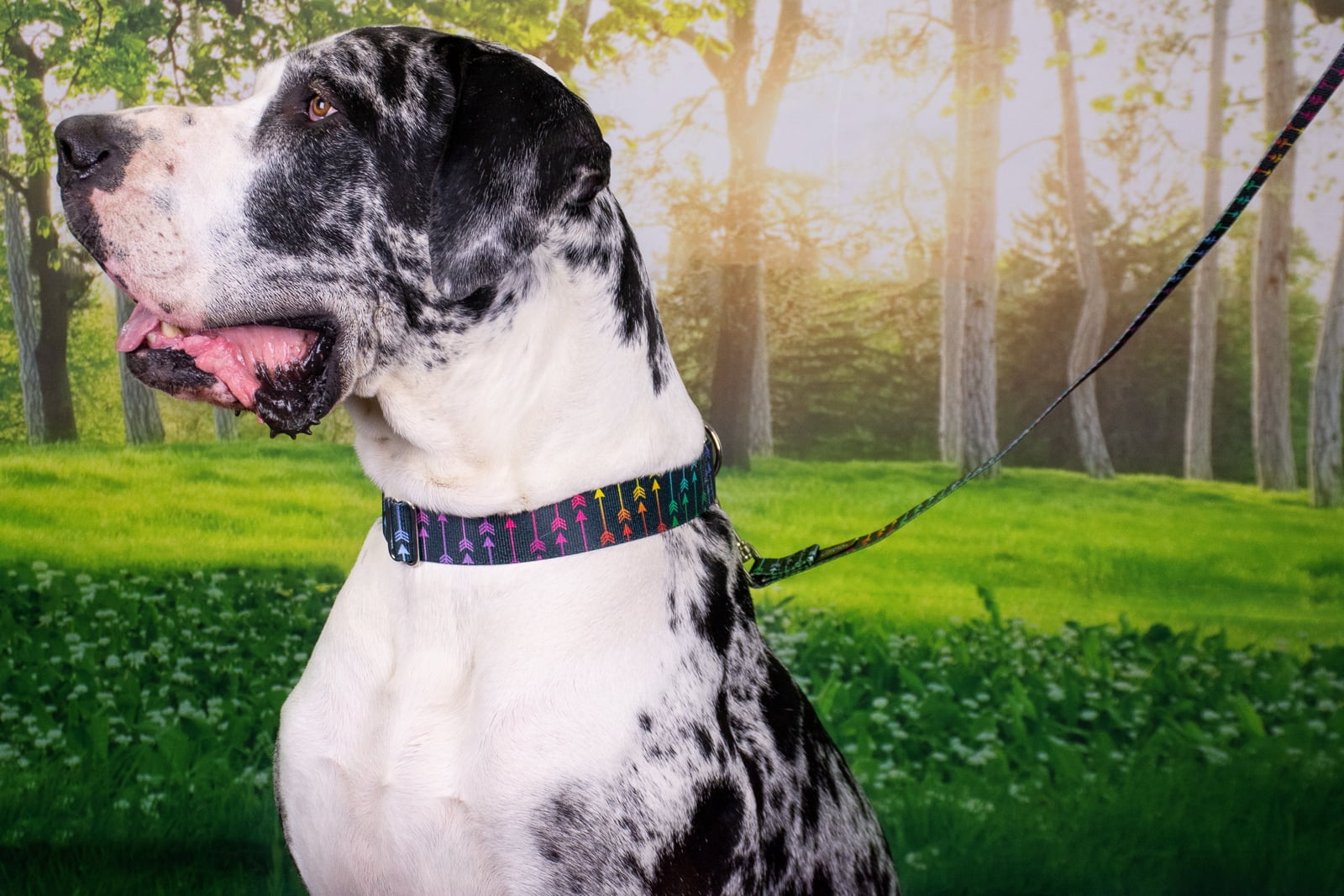 Country Brook Petz® Colorful Arrows Gunmetal Martingale Dog Collar and Leash, Small