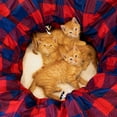 thumbnail image 5 of Kitty City Large Plaid Cat Tunnel Bed, Cat Toy - for Cat and Kitten, 5 of 7