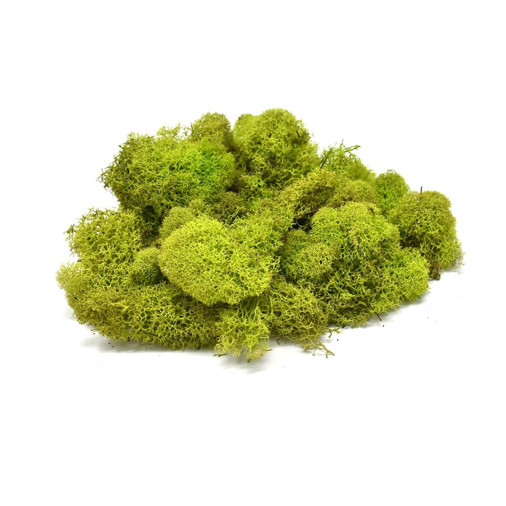 Naturally Preserved Reindeer Moss Chartreuse 4 Ounce Walmart naturally-preserved-reindeer-moss-chartreuse-4-ounce-walmart