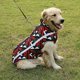 thumbnail image 3 of Abrigo para gatos, chaquetas de invierno cálidas para perros, chalecos cortavientos para la nieve, ropa para perros con orificio para arnés (rojo)., 3 of 5