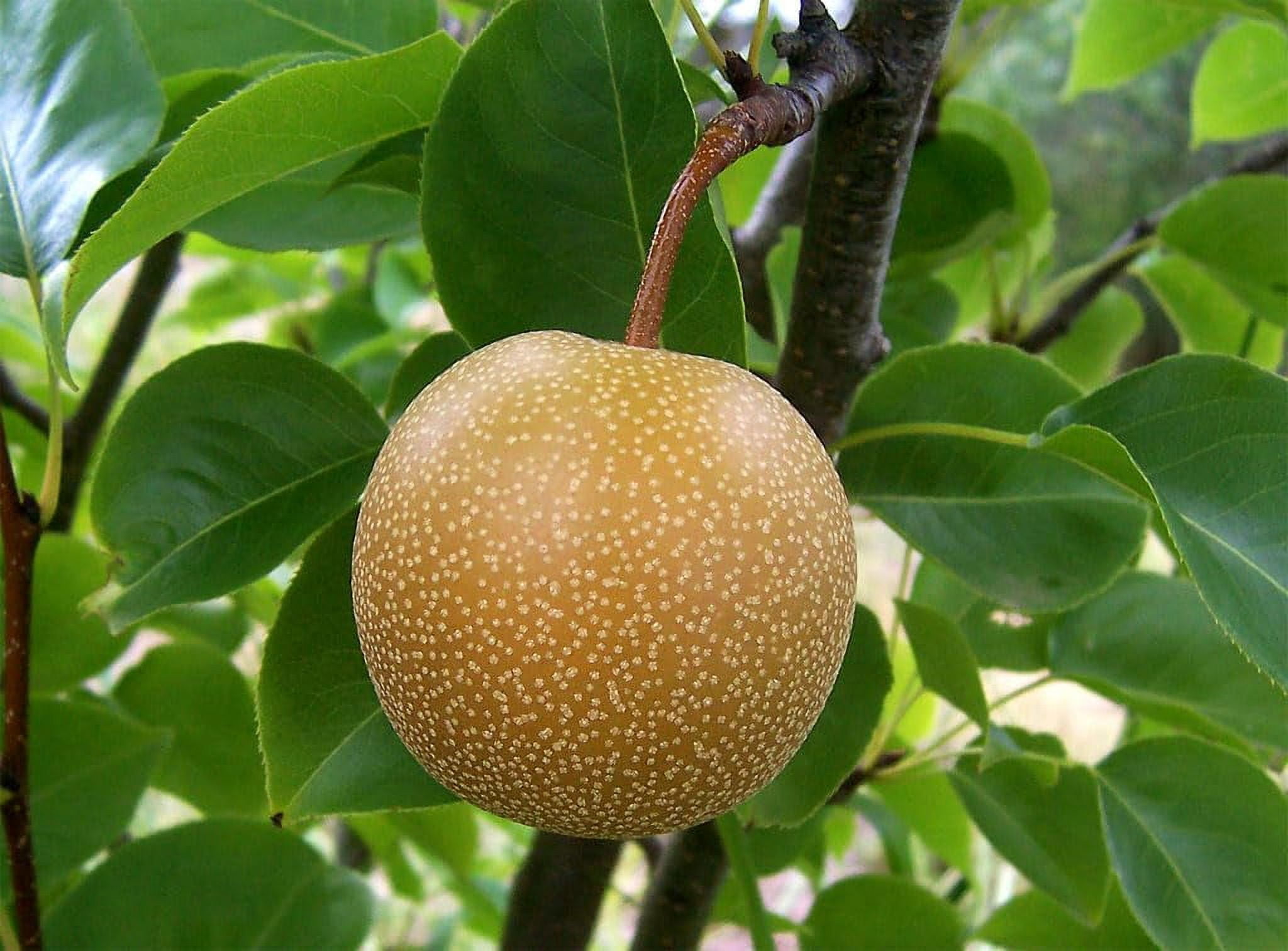 Asian Pear Tree | Premium Seeds | Pyrus pyrifolia 'Spring' | Plants'® (Premium Seeds, 100)