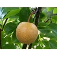 thumbnail image 4 of Asian Pear Tree | Premium Seeds | Pyrus pyrifolia 'Fruit' | Plants'® (Premium Seeds, 100), 4 of 9