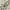 Ivory Mocha, variant on Nourison Serenity Home Vintage Ivory Mocha 5'3" x 7'3" Area Rug (5x7)