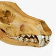 thumbnail image 3 of Fake Realistic Skull Resin Replica Teaching Head Teaching Skeleton Model Teaching Aquarium 3, 3 of 9