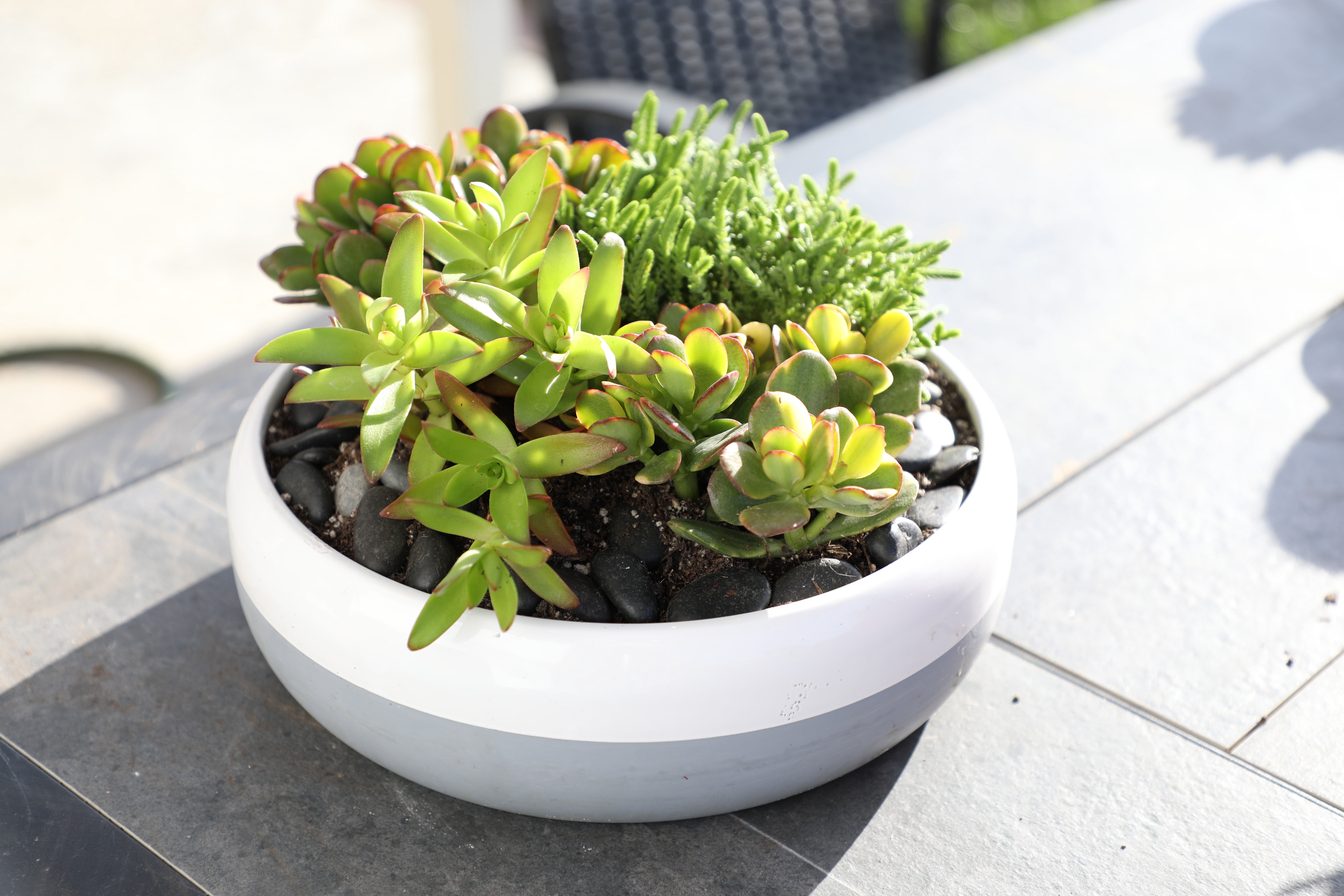 Element by Altman Plants Crassula Jade Easy Succulent 4-Pack; 1qt. Grower Pots; Full Sun