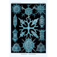 thumbnail image 2 of Haeckel Nature Illustrations: Spumellaria - Blue-Green Tint Poster Print by  Ernst Haeckel  (12 x 18), 2 of 2