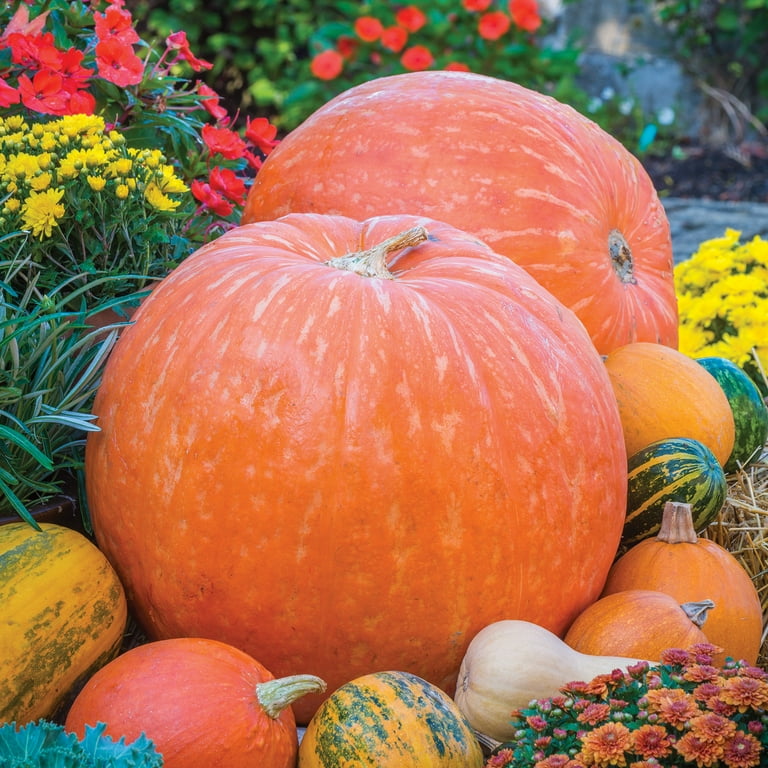 Burpee Big Max Pumpkin Vegetable Seed, 1-Pack - Walmart.com Burpee Big Max Pumpkin Vegetable Seed, 1-Pack - Walmart.com