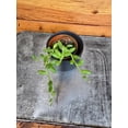 thumbnail image 2 of Herreianus String of Watermelons, 2" Plant, 2 of 3
