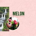 thumbnail image 5 of WoodWick Wax Melts, Melon Blossom, 1 Pack of 6, 3 oz, 5 of 5