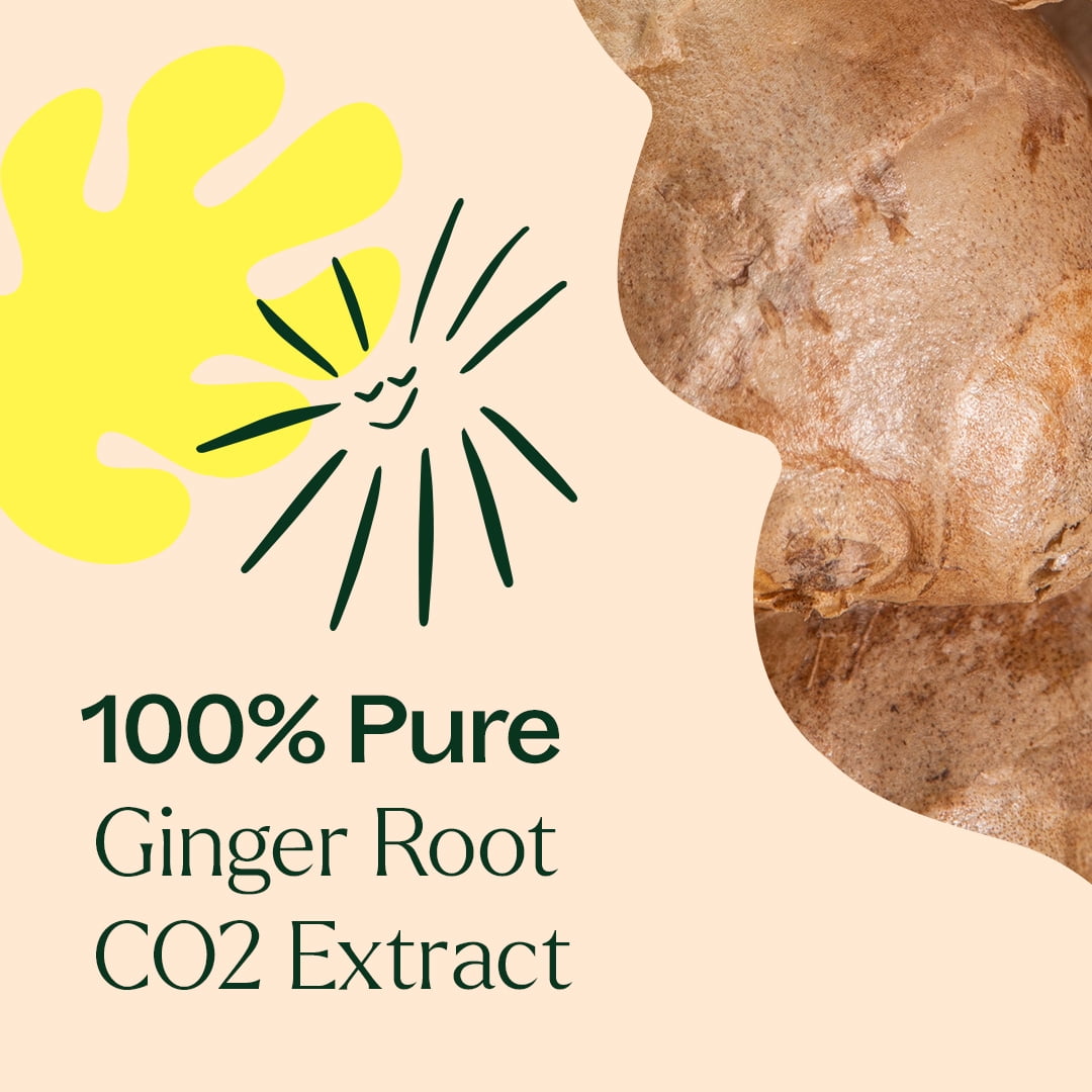 Plant Therapy Ginger Root CO2 Essential Oil 100% Pure, Undiluted, Natural Aromatherapy 30 mL (1 fl oz)