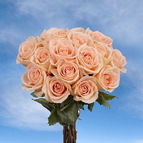 GlobalRose 100 Fresh Cut Peach Osiana Roses - Fresh Flowers For Birthdays, Weddings or (Best Roses For Cut Flowers)