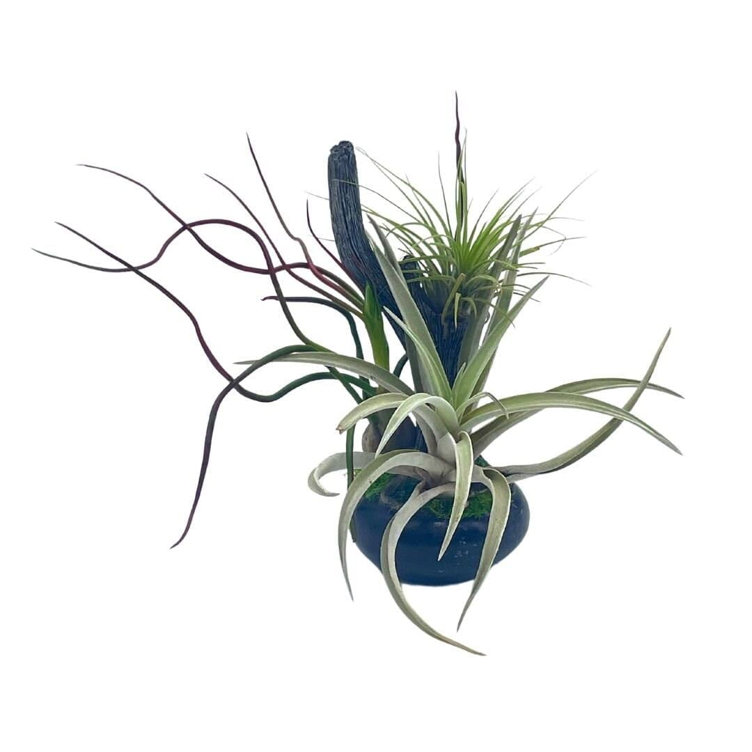 Bonsai Air Plant Branch, Air Plant Holder with Long Colorful Live air