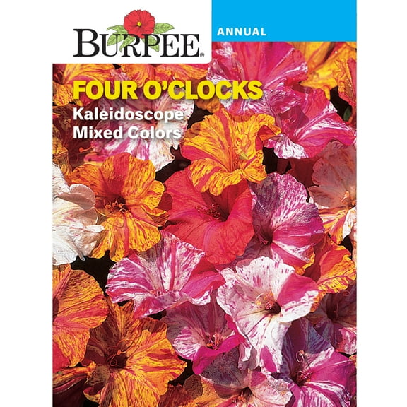 Burpee Kaleidoscope Mixed Colors Four O'Clocks Flower Seed, 1-Pack