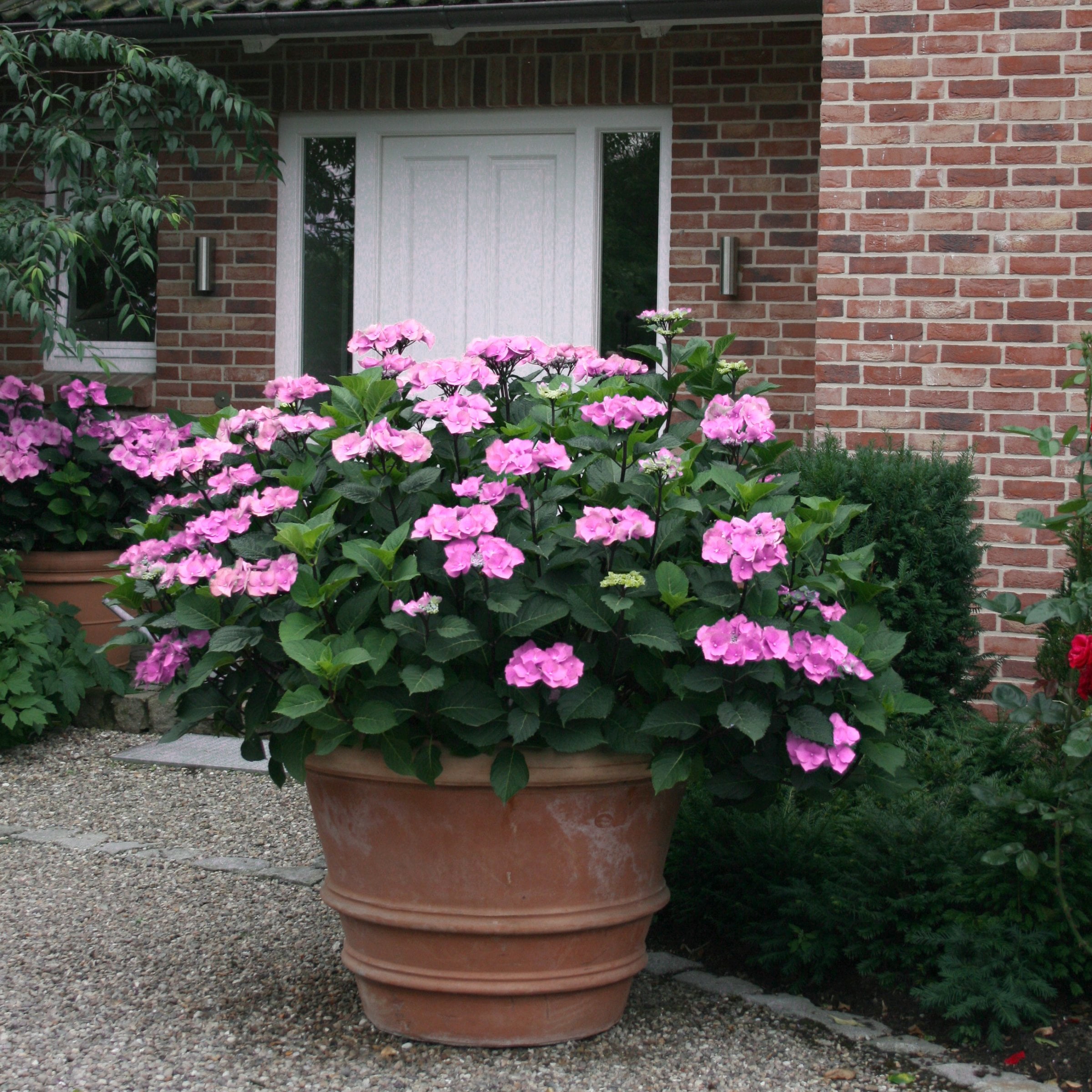 National Plant Network 4 in. Hydrangea Preziosa (3-Pack)