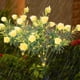 thumbnail image 5 of Luces Solares de Gardenia para Exterior | Luz LED Impermeable con Flor Artificial en Estaca | Decoración para Camino, Patio, Jardín, Terraza, Fiesta de Boda | Lámpara Solar Romántica y de Bajo, 5 of 6