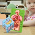 thumbnail image 3 of Milaget Human Body Organs Book, Science Classroom Demonstration Tools Toys Puzzle, Human, 3 of 7