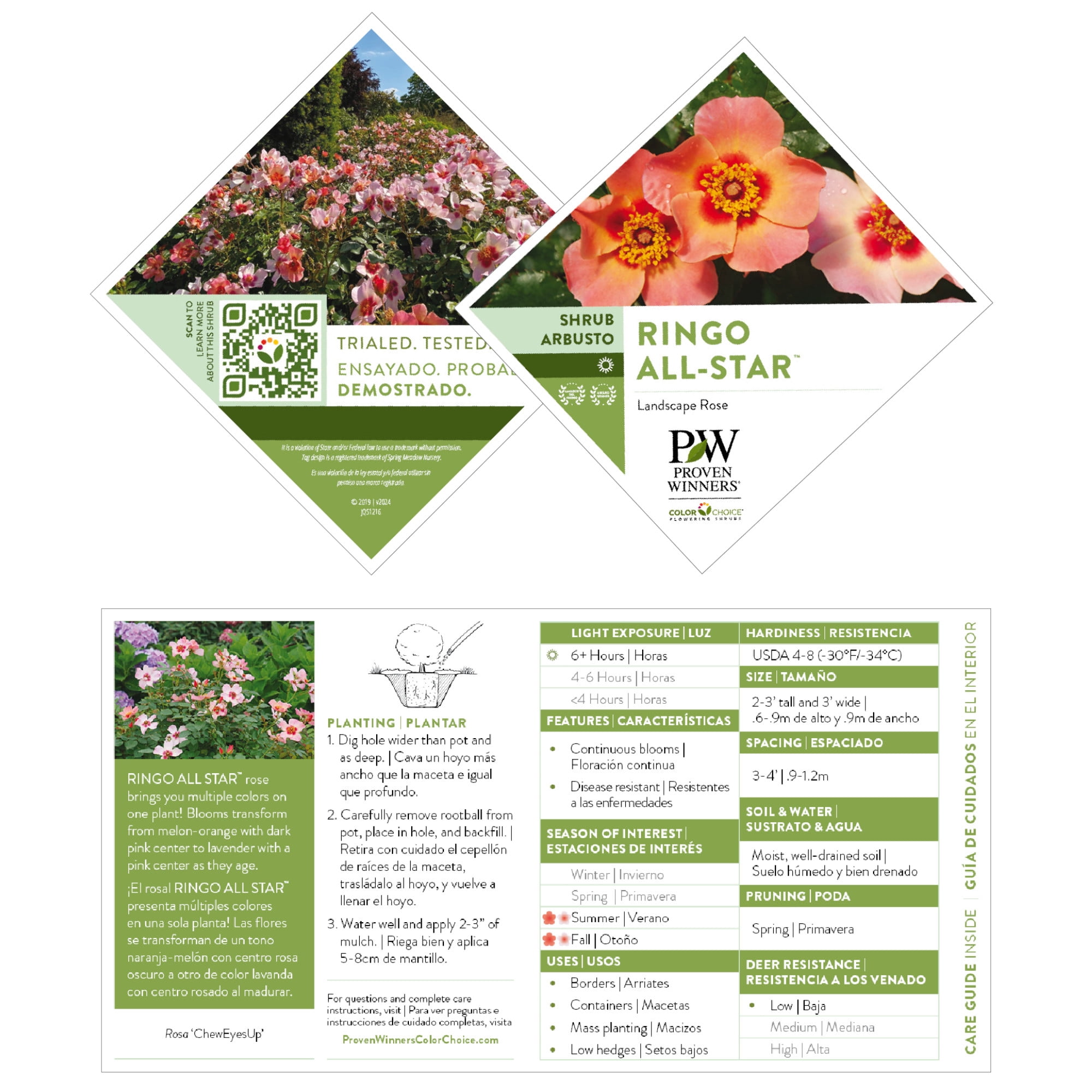 Proven Winners ColorChoice 5" Multicolor Ringo All-Star Rose Live Plant in 4.5" Pot (4 Count)