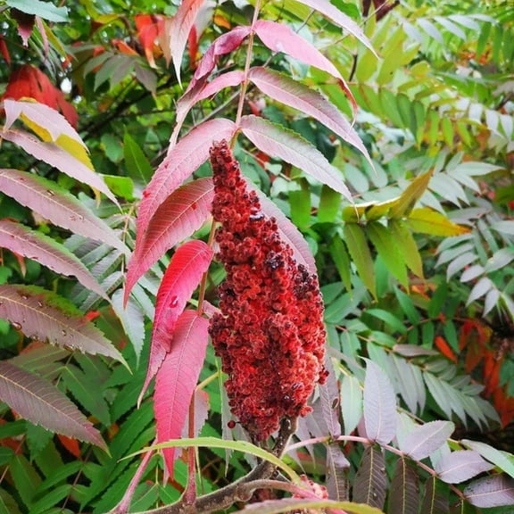 2 Live Black Sumac Native Plants Live, Shrubs Sumac Live Tree, Hardy Outdoor Native Plants, 6–12 Inch Tall