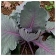 thumbnail image 3 of Everwilde Farms - 1 oz Organic Red Acre Cabbage Seeds - Gold Vault Bulk Seed Packet, 3 of 3