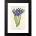 thumbnail image 2 of Charles Antoine Lemaire 13x18 Black Modern Framed Museum Art Print Titled - Lianaultia Biloba (1854-1896), 2 of 5