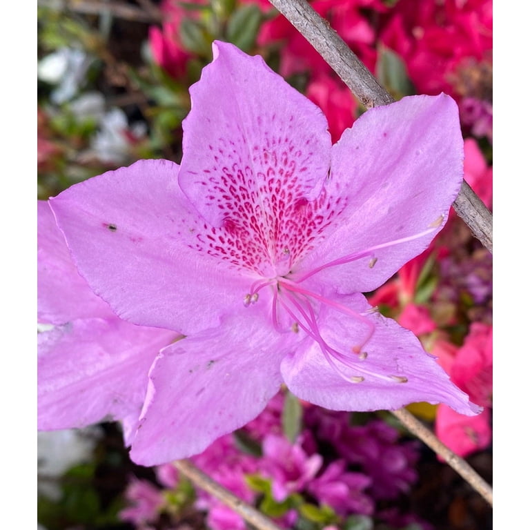 完売 激カワ韓国ブランド【AZALEA】クールベッド　SMサイズ ピンク Korean Azalea-Azalea poukhanense-Compact Shrub with Spring Blooms