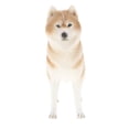 thumbnail image 2 of Perro Husky de salvajes realistas 2 piezas Hugo Juguete de figura de animal, 2 of 10
