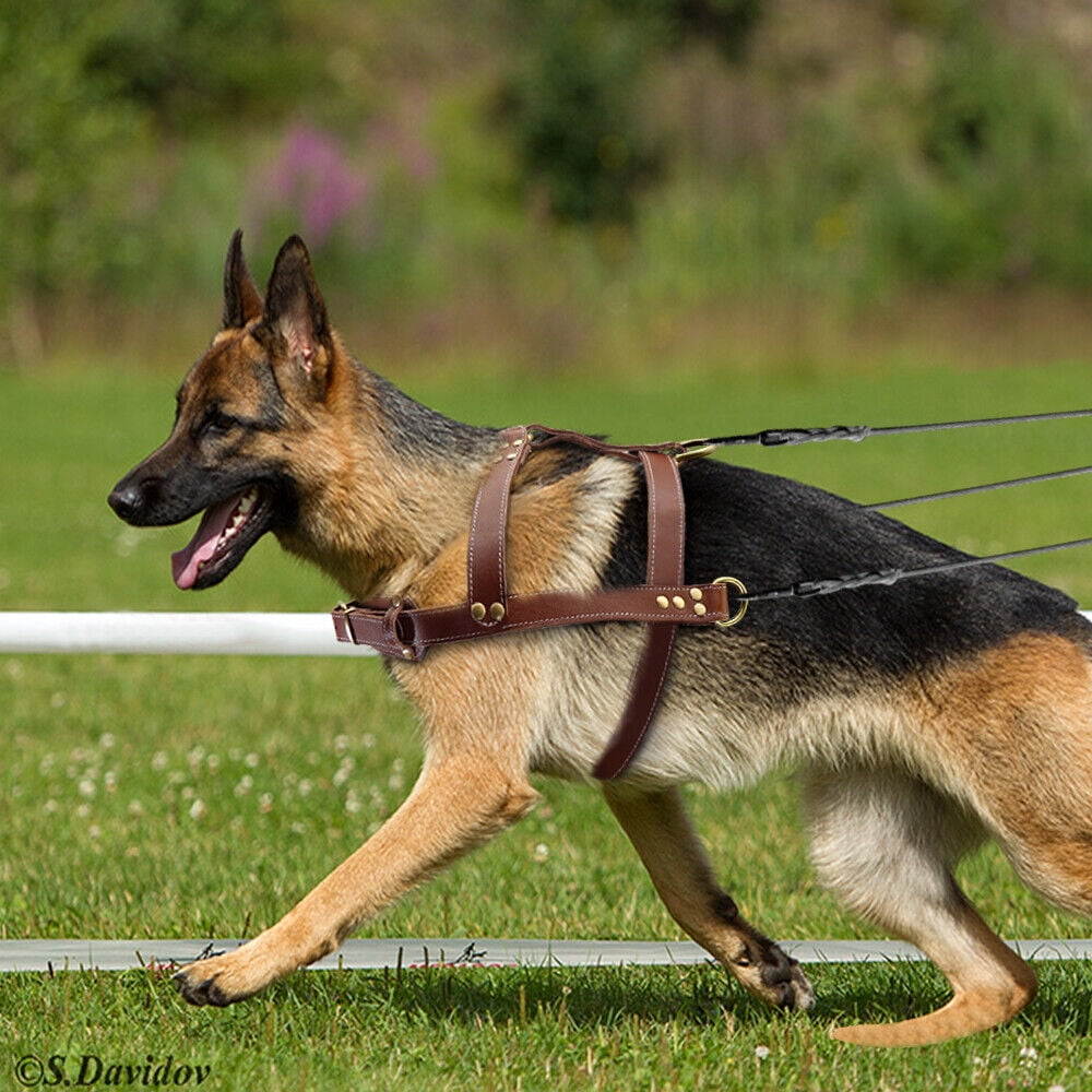 Didog Genuine Leather Dog Harness Strong Pulling Sledding Vest for Training Heavy Duty