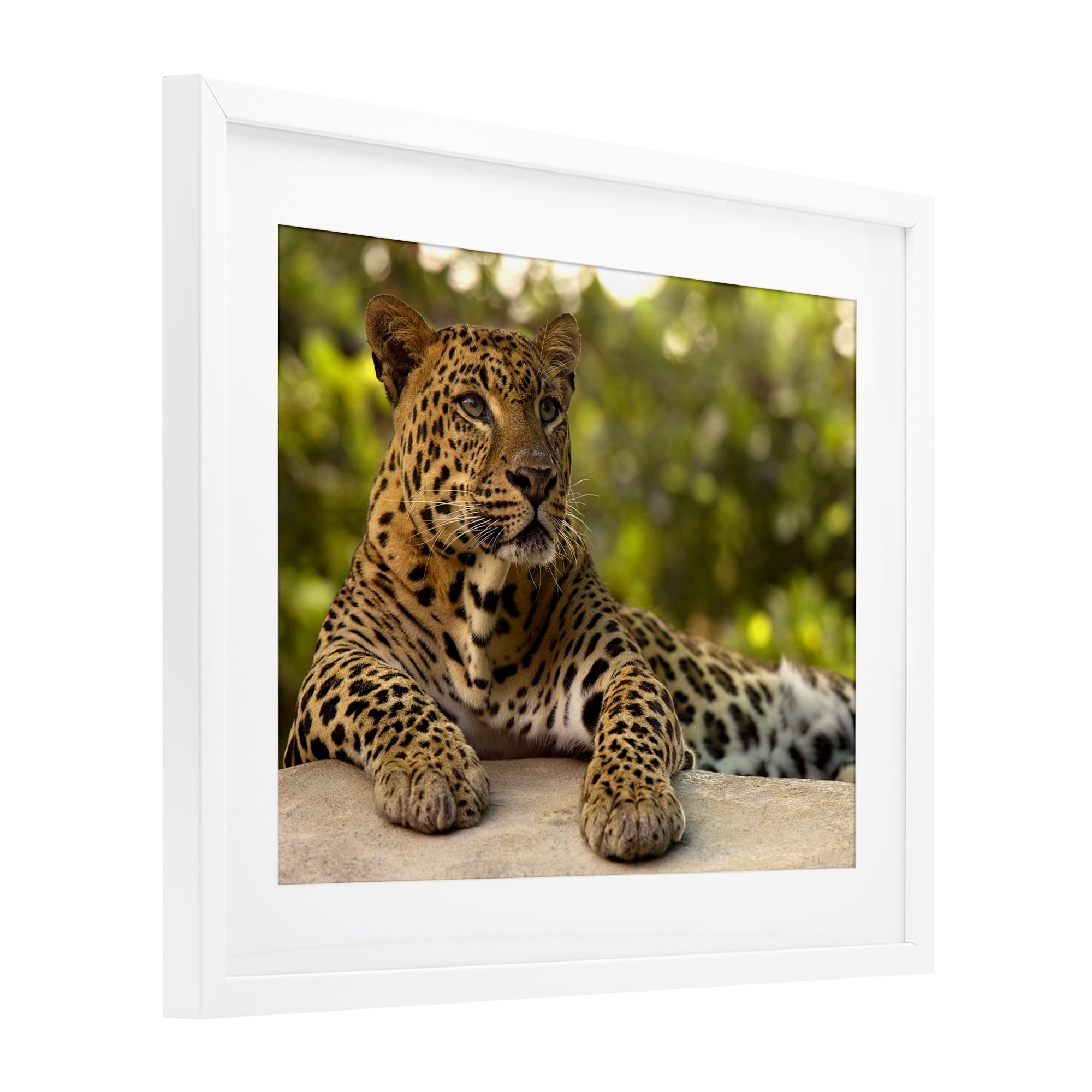 Leopard Gazing Relaxation White Framed Print Under Glass, design by MJ Photography