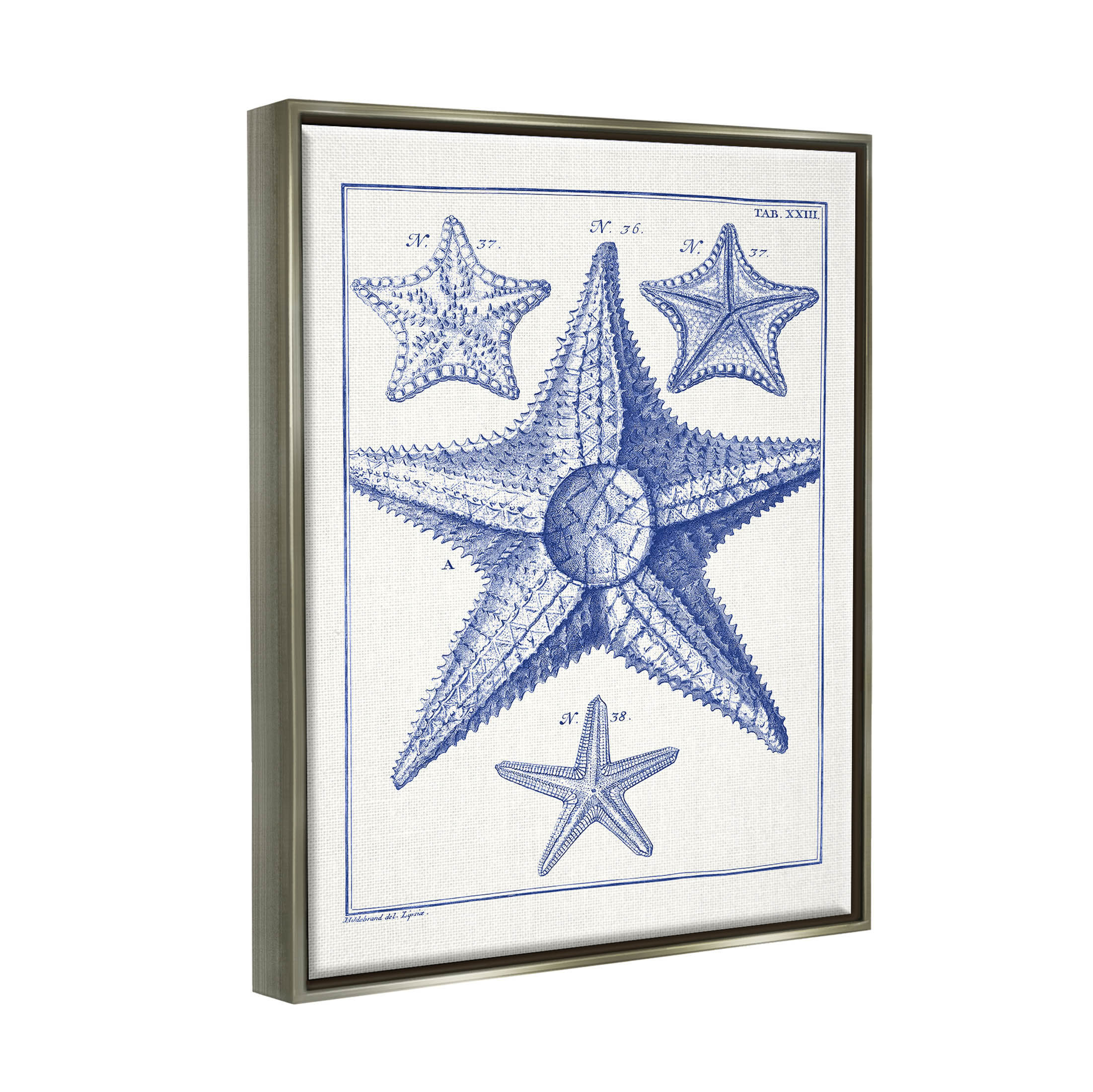 Stupell Industries Detailed Nautical Starfish Study Graphic Art Luster Gray Floating Framed Canvas Print Wall Art, Design by Vision Studio