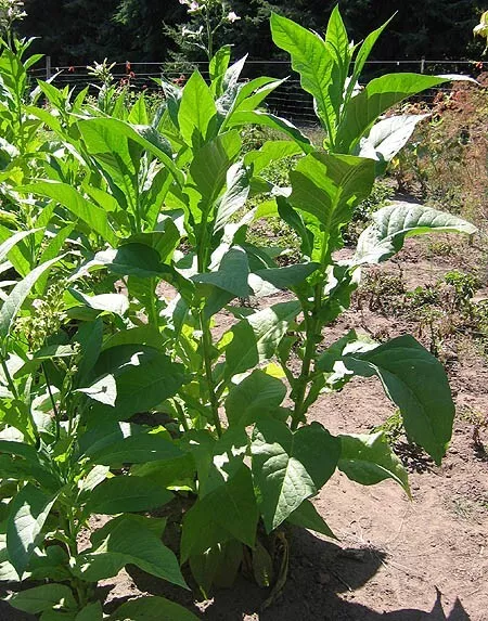 pure leaf tobacco Fire Cured Filler Grade Latakia Tobacco For Sale
