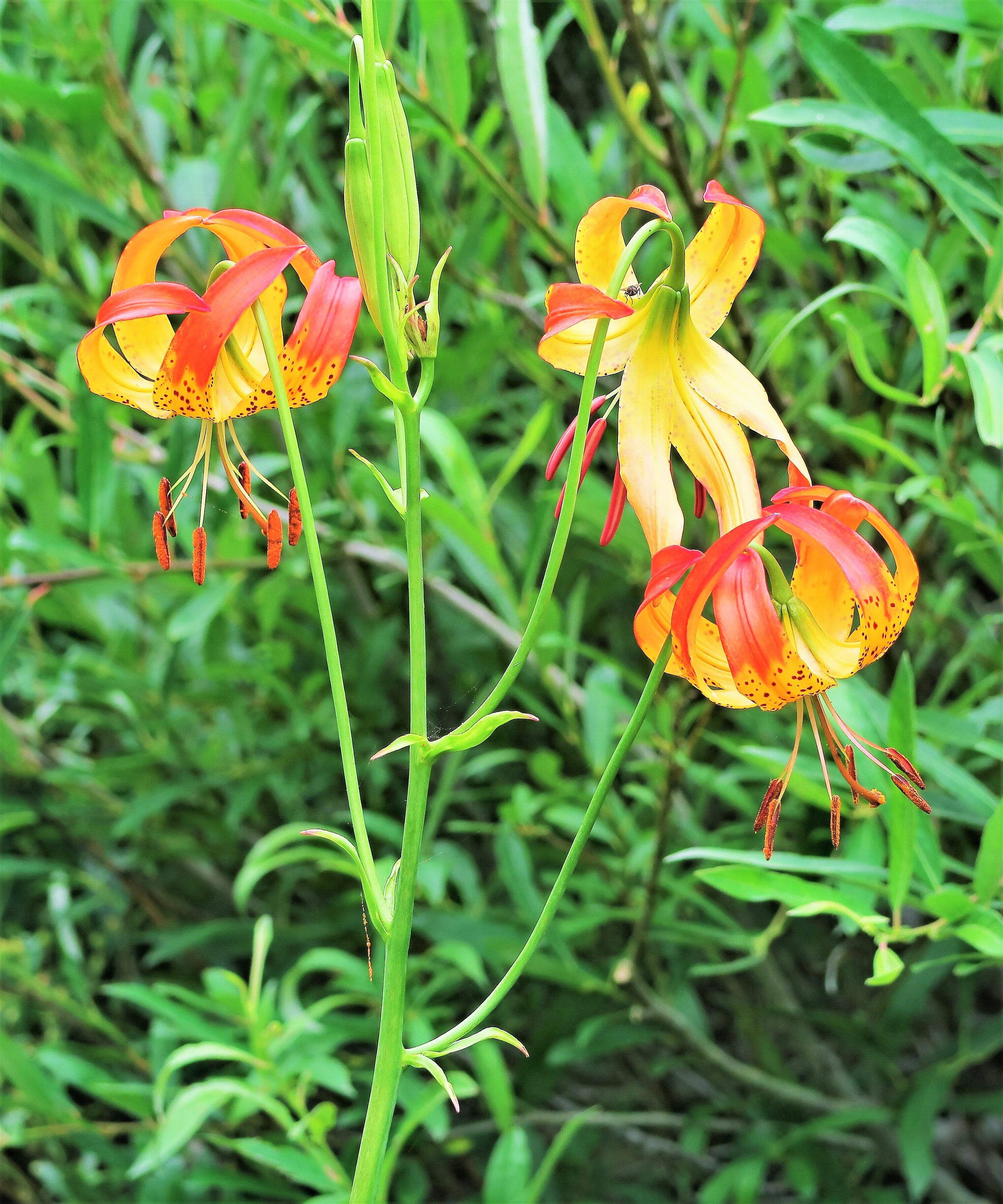 Seedville USA, Leopard Lily Seeds, California Tiger Lily, Yellow