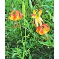 thumbnail image 3 of 10 Seeds LEOPARD LILY California Tiger Lily Panther Lilium Pardalinum Yellow Orange Red Spotted Native Flower Seeds, 3 of 10
